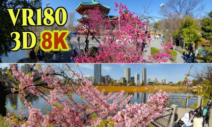 Early-blooming cherry blossoms at UENO Park in Tokyo , JAPANA