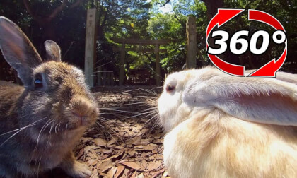 [360 Video] Rabbits guarding the entrance of the shrine.