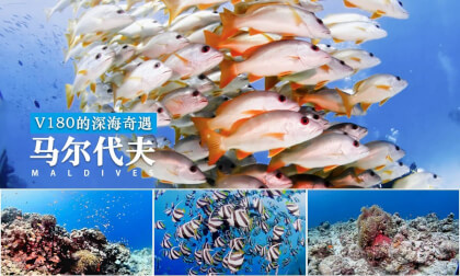 马尔代夫V180的深海奇遇（8k）Maldives V180 Deep-Sea Adventure