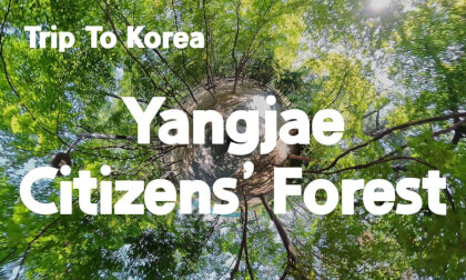[360 Trip to Korea] Yangjae Citizens’ Forest 🇰🇷 Seoul’s Quiet Green Escape in Gangnam