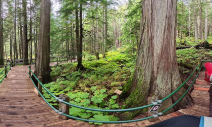Hemlock Grove Boardwalk (8k, 360)