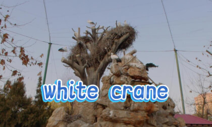 white crane