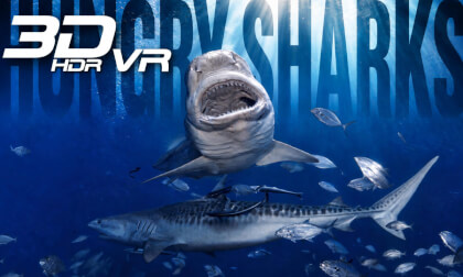 Hungry Sharks