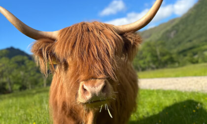 Highland coos below Ben Nevis in the Glen