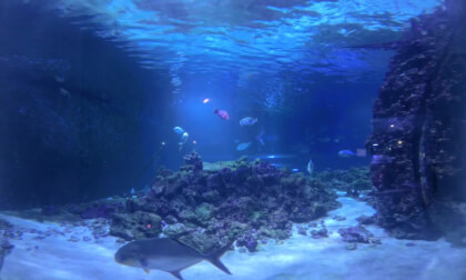 Aquarium Fehmarn Island – Blick durch die Scheibe / A Look Through the Glass (VR 180 3D)