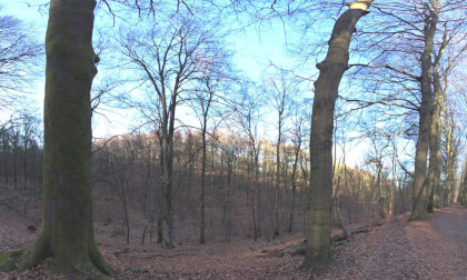 Forest Hike Posbank Netherlands Veluwe Early Spring