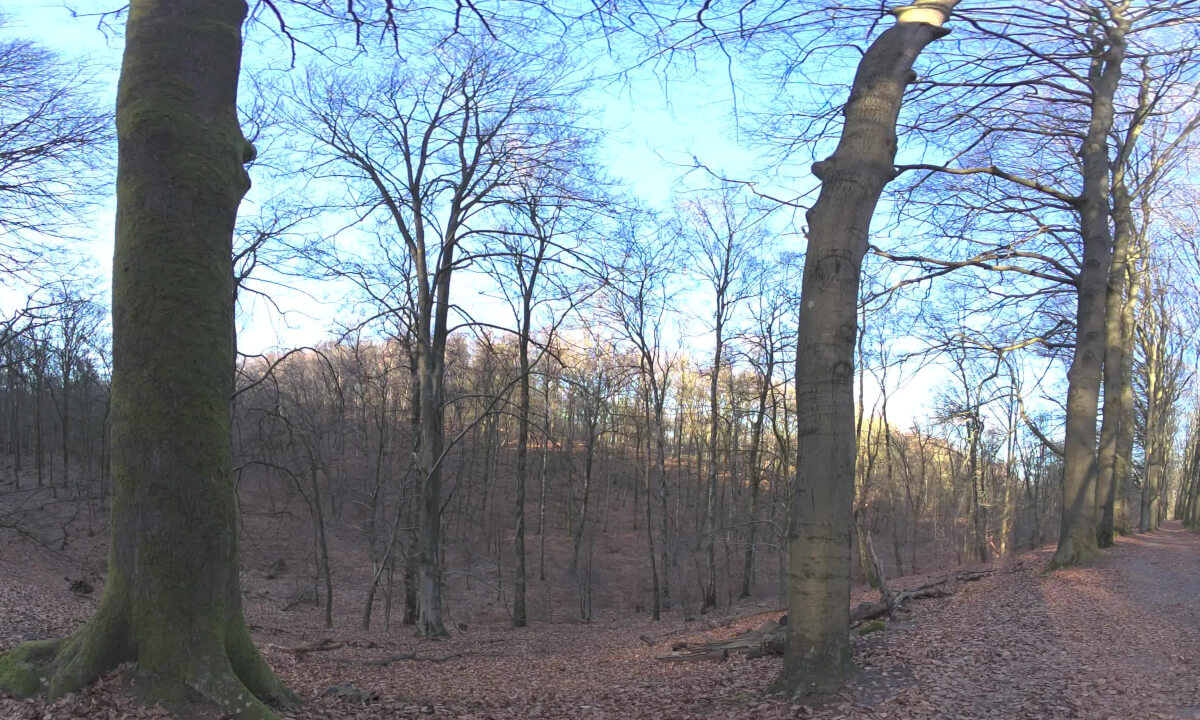Forest Hike Posbank Netherlands Veluwe Early Spring