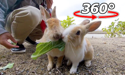 VR 360° |Sharing together?And sometimes fighting? Cabbage time for mother and child rabbits!