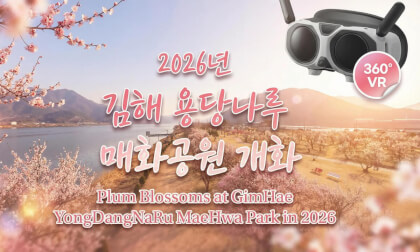 Plum blossoms at GimHae YongDangNaRu MaeHwa Park in 2026 / 2026년 김해 용당나루 매화공원 개화