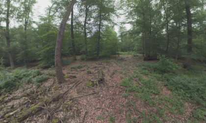 360 VR In the green park of Frankfurt, Germany