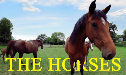 The Horses (180° 8K)