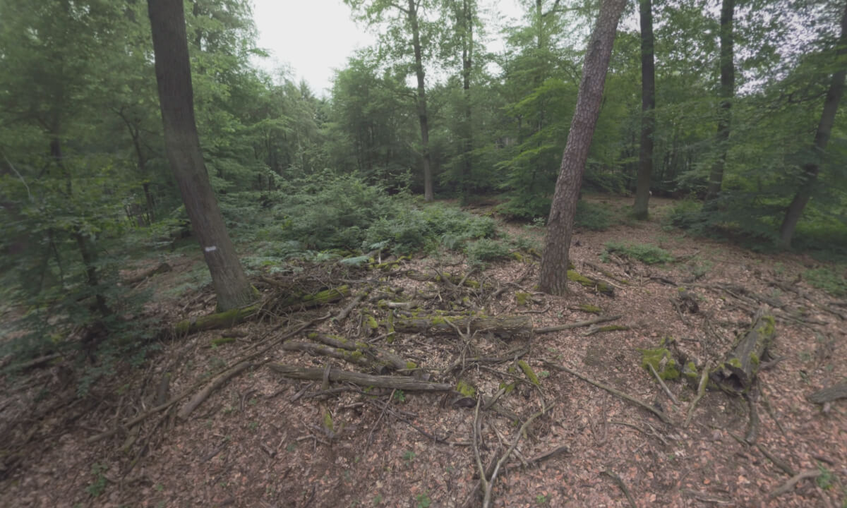 360 VR In the green forest with dry logs