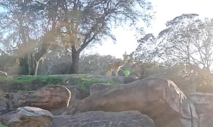 Disney Animal Kingdom: The Lion Roaring @ Kilamanjaro Safari on 01/27/2026 @ 05:24PM, 8K. Camera: Insta360 x5