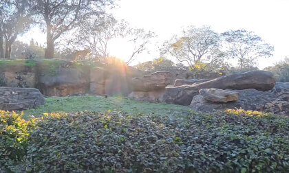 Disney World, Animal Kingdom, Kilimanjaro Safari, 8K, 360, 01/27/2026@05:24PM.
