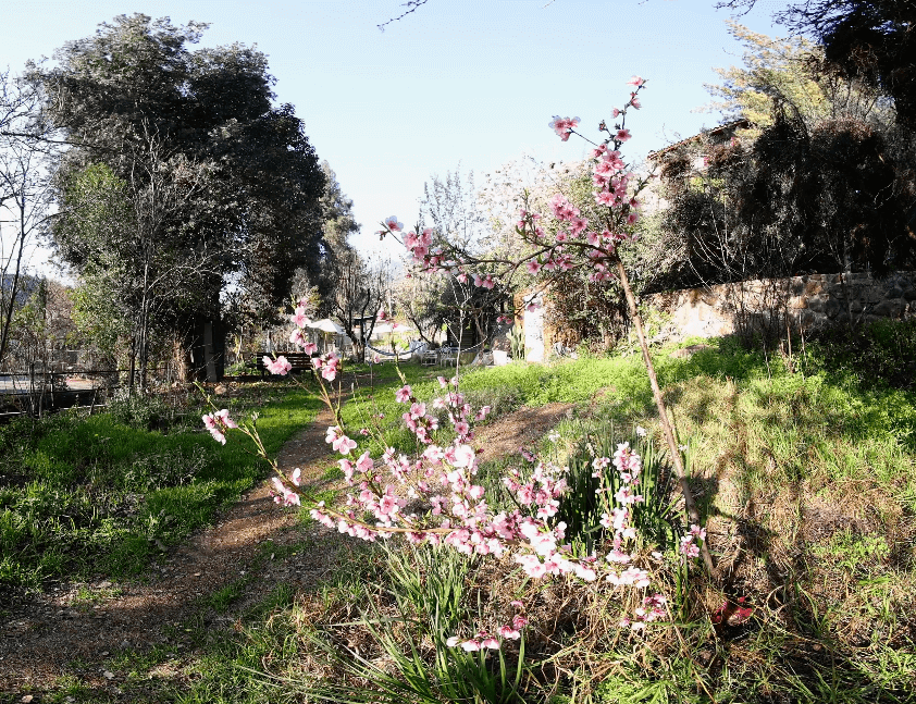 Peach Blossom (Timelapse 8K 180 3D)