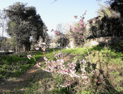 Peach Blossom (Timelapse 8K 180 3D) VR Video Peach Blossom (Timelapse 8K 180 3D) VR
