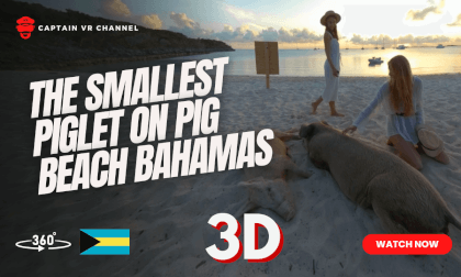 The smallest piglet on pig beach Bahamas VR Video The smallest piglet on pig beach Bahamas VR