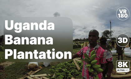 Uganda - Banana Plantation Walk 8K 180 3D