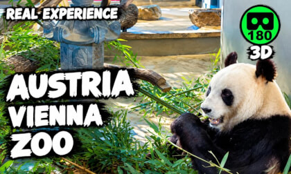 Vienna Zoo VR 180 3D 8K🐼 Immersive Walk at Schönbrunn Zoo | Animals, Panda, Lions & More. 04/01/26