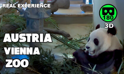 Vienna Zoo VR 180 3D 8K🐼 Immersive Walk at Schönbrunn Zoo | Animals, Panda, Lions & More. 04/01/26