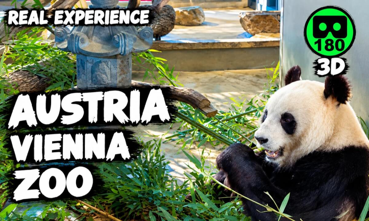 Vienna Zoo VR 180 3D 8K🐼 Immersive Walk at Schönbrunn Zoo | Animals, Panda, Lions & More. 04/01/26