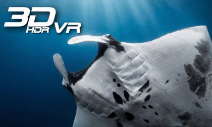 Manta Rays Of The Silver Island - David Attenborough