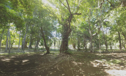 360 VR Green park with banyan trees in Mauritius