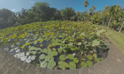 360 VR Green park and pond with waterlilies in Mauritius