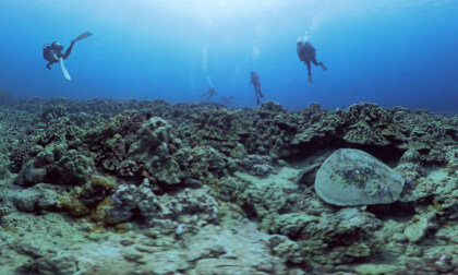 hawaii honolulu diving part.2 | 20250414 | Virtual Travel | 4K 360°