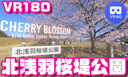 [VR180] Cherry Blossom Kita-asaba, Sakado, Saitama,  JAPAN - 北浅羽桜堤公園2026