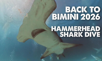 Hammerhead shark swim by