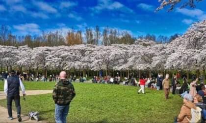 CHERRY BLOSSOM PARK VR 360 Video