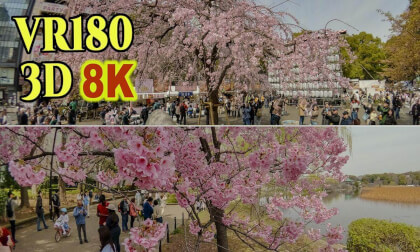Early-blooming cherry blossoms (Weeping cherry blossoms , Yoko cherry blossoms , Ohshima cherry blossoms) in Ueno Park , Tokyo , JAPANA