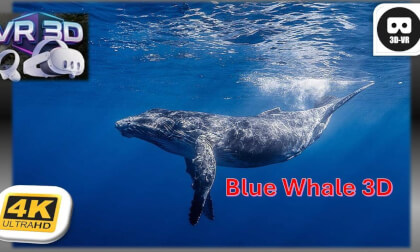 3D Underneath a Breaching Humpback Whale