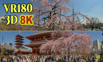 Weeping cherry blosssomes at Senso-ji Temple and nearby Sumida Park in Asakusa , Tokyo , JAPAN