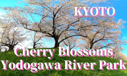 Kyoto: Cherry blossom trees along the Sewari embankment in Yawata city , JAPAN