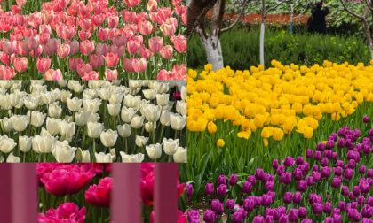 Sea of Tulips