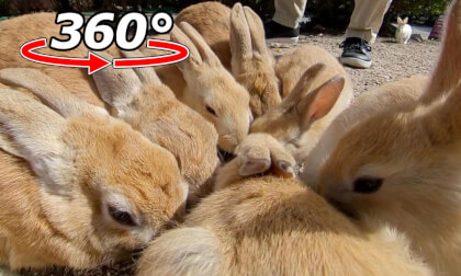 VR 360° | A large rabbit family has gathered! There's one rare rabbit mixed in there!