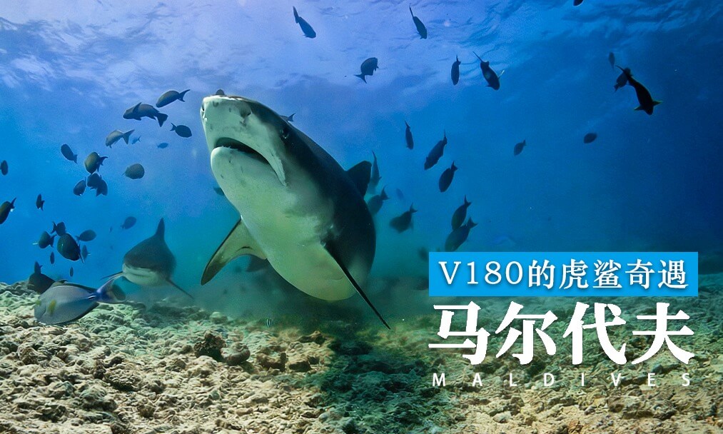 沉浸式与虎鲨相遇Immersive encounter with tiger sharks