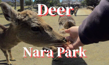 Nara: Feeding deer crackers to the deer, JAPAN