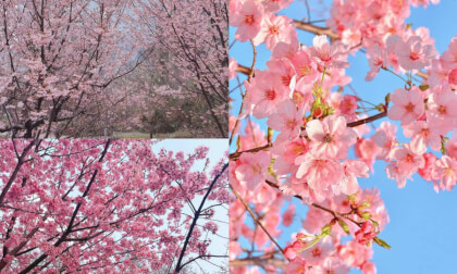Beneath the cherry blossoms, time softens