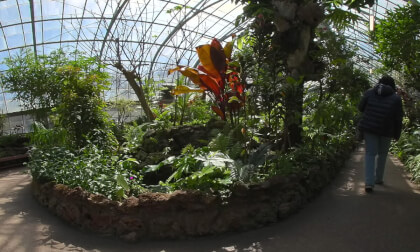 Krohn Conservatory, Eden Park, Cincinnati |  VR180  3D Immersive