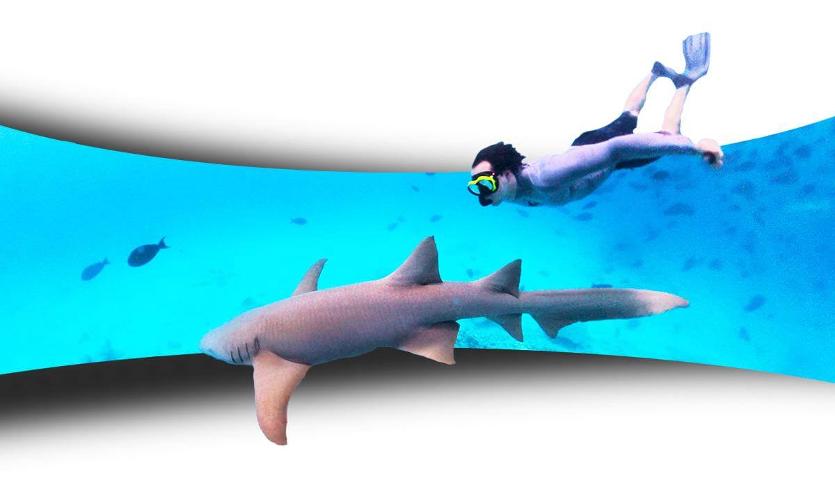 I Swam With Sharks In The Maldives (8K Virtual Reality 360°)