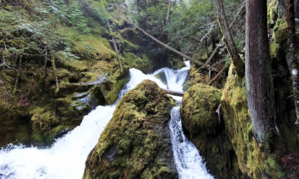 Mountain Stream flowing through a narrow Mossy Canyon (3d, Flat)