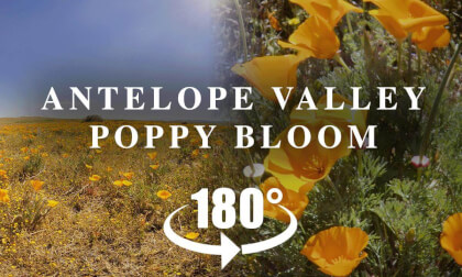 Antelope Valley Poppy Bloom 2026