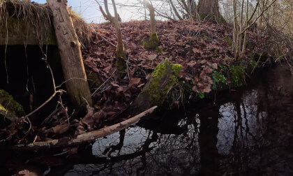 Nature_clip4