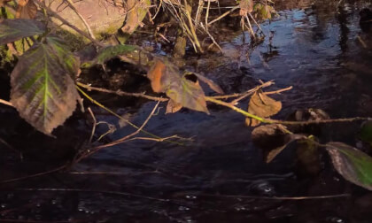 Nature_clip10