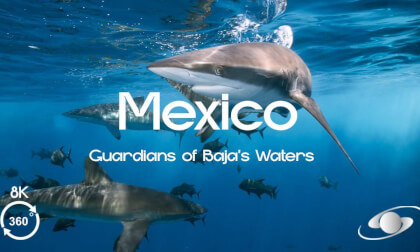 Diving with Sharks & Manta Rays in Mexico | 360° 3D Virtual Dive in Baja California  | Trailer
