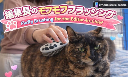 編集長おーちゃんのモフモフブラッシング／Fluffy Brushing for the Editor-in-Chief