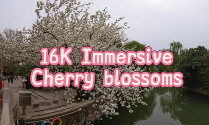 16K cherry blossoms
